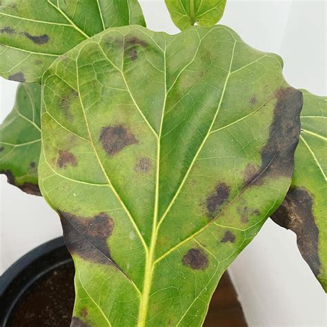 What Happens When You Overwatered A Fiddle Leaf Fig Tree Fiddle Leaf