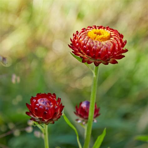 Graines D Immortelle Semences De Helichrysum Bracteatum Attraction