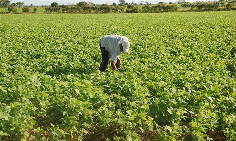 Agricultura Paga Rd Millones A Productores