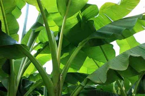 Growing The Banana Plant How To Do It Free Garden