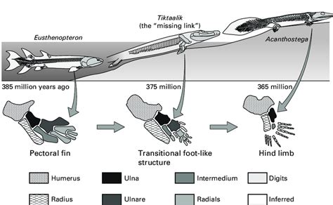 Tiktaalik Evolution