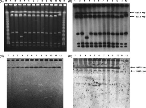 Pulsed Field Gel Electrophoresis Pfge And Southern Hybridisation Of