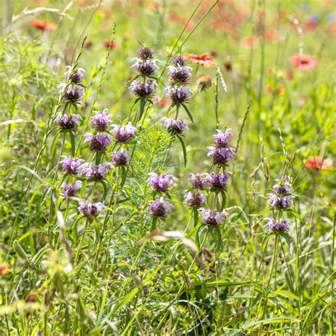 Flowers of Texas - Marisa Bascope Photography | marisabascope.com