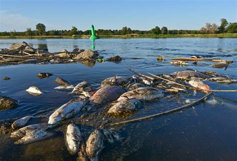 Wiceminister połączył Gdańsk z katastrofą na Odrze