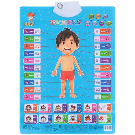 Buy NUOBESTY Body Parts Chart Early Learning Educational Chart For Kids ...