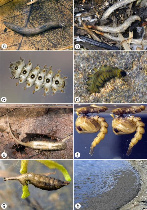 Diptera Larvae Description