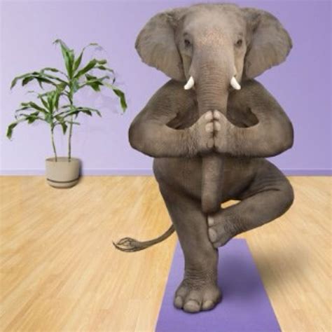 Pin By Danielle Lottridge On All Things Elephant Yoga Tree Pose Yoga