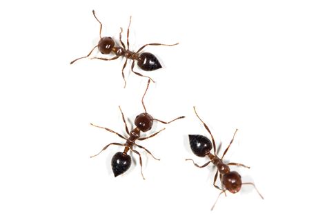 Small Ants Green Pest Defense