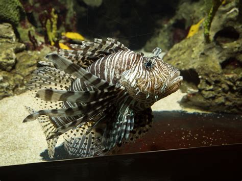 3 Common Types of Saltwater Fish Tanks - Gerber's Tropical Fish ...