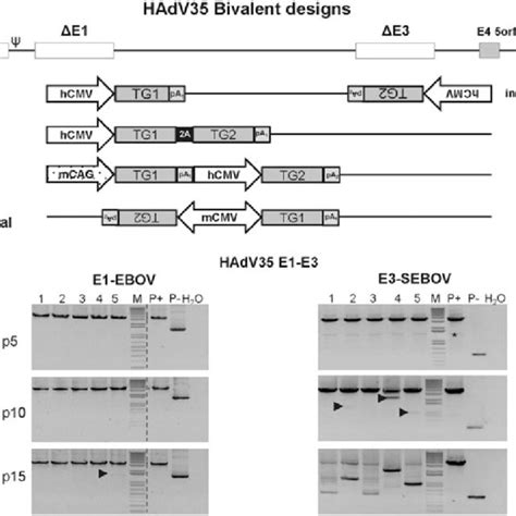 Bivalent Vector Designs And Poor Genetic Stability Profile Of E1 E3