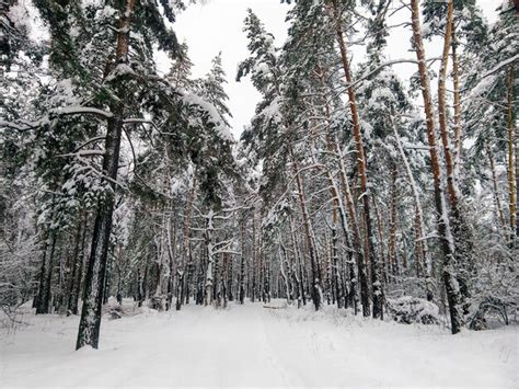 Rboles Cubiertos De Nieve En El Bosque Durante El Invierno Foto Premium