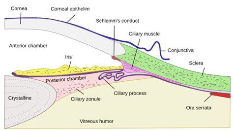 Ora Serrata Histology