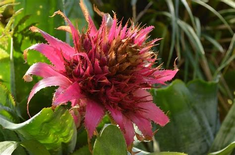 La Bromelia Una Planta Ideal Para Tener En Casa