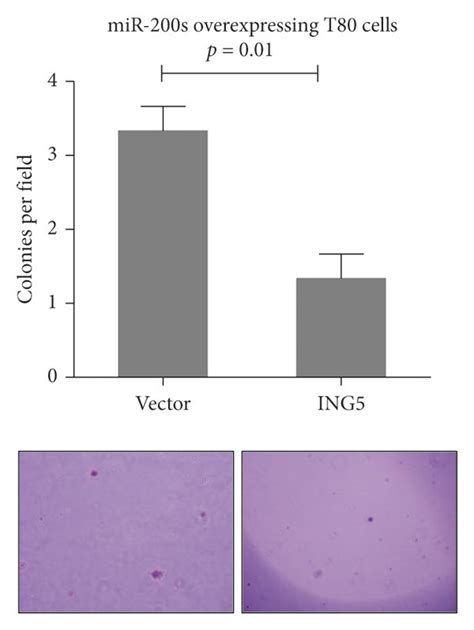 MiR 200b 200a 429 Plays An Oncogenic Role Through ING5 A ING5