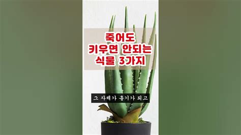 죽어도 키우면 안되는 식물 3가지 식물풍수 풍수인테리어 Youtube