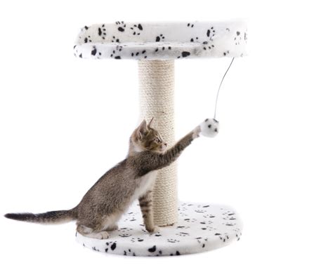 Why Do Cats Chase Their Tails? - Four Paw City