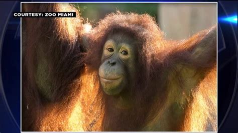 Prime mate? Zoo Miami finds potential boyfriend for orangutan Bella ...