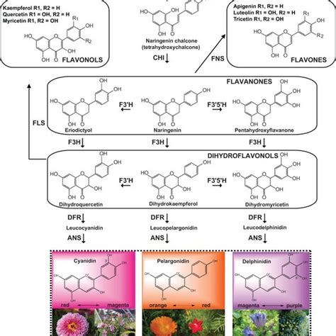 Regulation Of The Flavonoid Pathway In Arabidopsis Thaliana A And