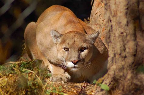mountain lion sound  identification guide kidadl