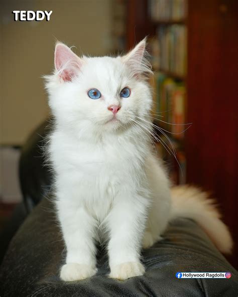 Hollywood Ragdolls | Medford NY