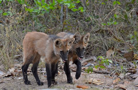 Lobos guarás resgatados quando filhotes são reintroduzidos na natureza