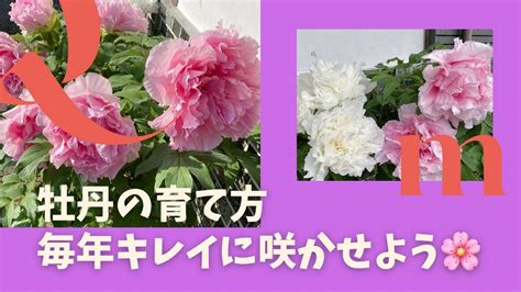 牡丹の育て方毎年綺麗花を咲かせよう٩๑ ᴗ ๑۶お花 牡丹 育て方 Youtube