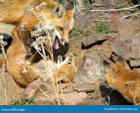 Mother Fox and Kits stock photo. Image of rocks, mother - 43646258