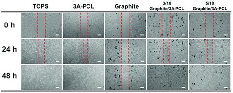 Results Of In Vitro Scratch Wound Healing Assay Linear Scratches Were