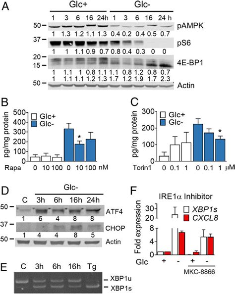 Glucose Deprivation Induces The UPR And Promotes MTORC1 Inhibition A