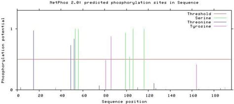 Phosphorylation Sites Prediction For Domain 1 Using “netphos” Online Download Scientific