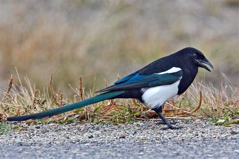 Black-billed Magpie "Pica hudsonia" | Boreal Songbird Initiative