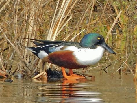 northern shoveler joobira