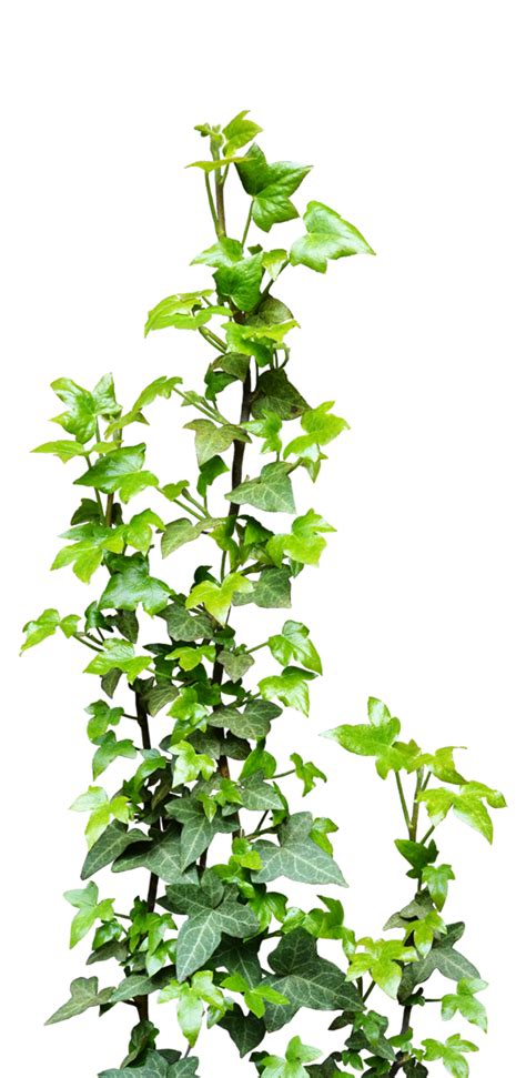 Ivy Vine Png Transparent Background Free Download 43666 Freeiconspng