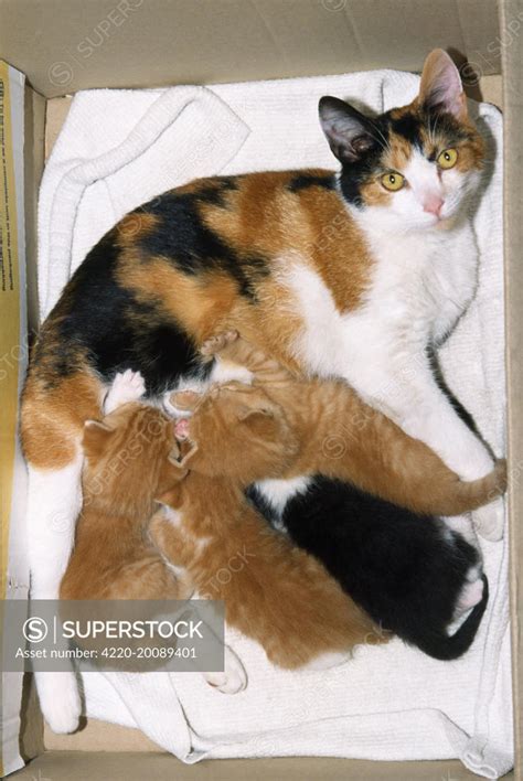 Tricolour Cat - with kittens feeding - SuperStock