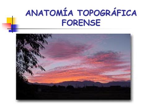 Anatom A Topogr Fica Forense Ppt Video Online Descargar