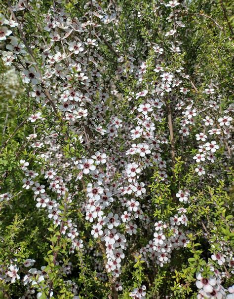 Leptospermum scoparium - Trees and Shrubs Online