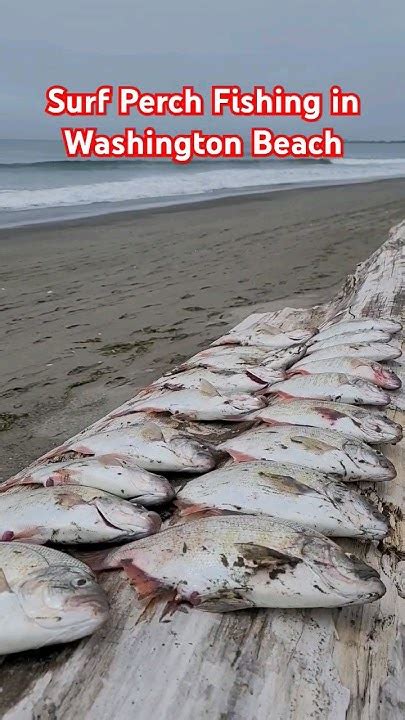 Surf Perch Fishing In Washington Beach Shorts Fishing Surfperch