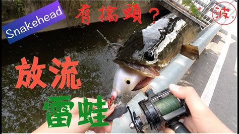 卑鄙小蛙挑戰神奇小溝！看到涵洞丟不進去就放流吧！（波爸釣魚去雷蛙小舖雷強snakehead Youtube