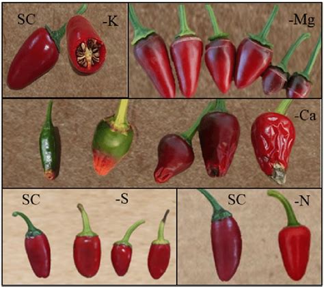 Capsicum Annuum Var Annuum Pepper Fruits Under Complete Solution