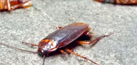 Commercial Cockroaches Pest Control Services At Rs 5 Sq Ft In Bengaluru