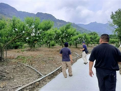 高雄荔枝、龍眼、青梅及那瑪夏水蜜桃 農損現金救助即日起受理申報 蕃新聞