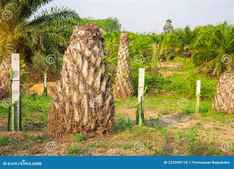 Palm Tree Stump Stock Photo Image Of Wild Tree Stub 223949718