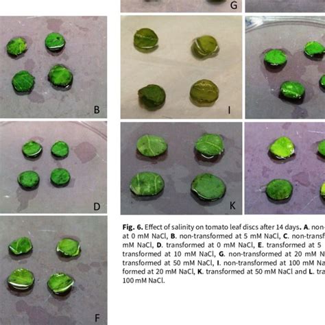 Bioassay Of Salinity Stress Tolerance Of Transformed Seedlings Download Scientific Diagram