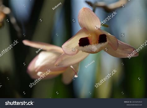 Dendrobium Noble Cymbidium Floribundum Golden Leaf Stock Photo