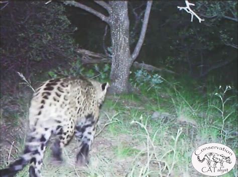 Only Known Wild Jaguar In The United States Caught On Camera Videos