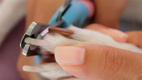 Cómo Cortarle Las Uñas A Tu Perro La Casita De Los Animales