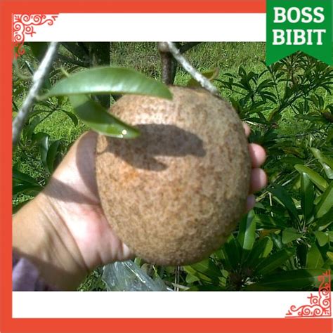 Jual Bibit Buah Sawo Jumbo Super Unggul Cepat Berbuah Tanaman Shopee