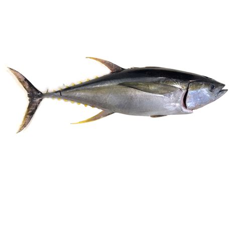 Fresh Yellowfin Tuna - Tropic Fish Hawaii