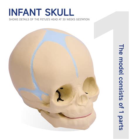 Fetal Head Anatomy 3b Scientific Human Fetal Skull Anatomy Model 30