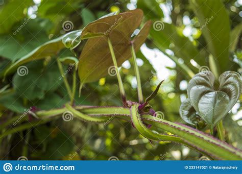 Green And Purple Stemmed Wild Climber Plant Stock Image Image Of